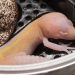 onlinegeckos.com leopard gecko radar hatchlings of 2017