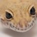 do leopard geckos bite? onlinegeckos super hypo tangerine carrot-tail baldy