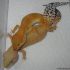 onlinegeckos.com leopard gecko breeding season 2018