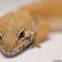 small scale leopard gecko breeding 101 breeder tips