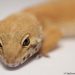 small scale leopard gecko breeding 101 breeder tips