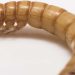 giant mealworms hormones insect growth regulator methoprene IGR