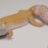 leopard gecko tail waving behavior defensive posture shake rattle