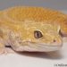 leopard gecko hatchling before after 2019 update onlinegeckos.com
