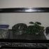 leopard gecko habitat terrarium tank setup