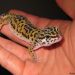 best reptile pets for handling leopard gecko beginner pet lizzard
