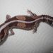 difference between leopard gecko and fat tailed gecko normal wildtype stripe