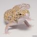 leopard geckos for sale onlinegeckos quality breeder